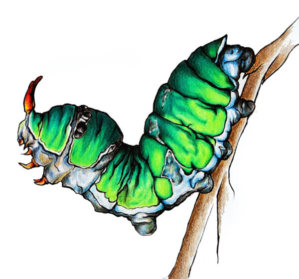 Voilier des citronniers chenille dessin - Papilio demodocus illustration scientifique