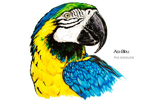 Perroquet ara bleu dessin - Ara ararauna illustration scientifique