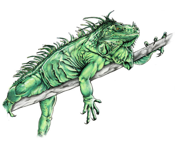 Iguane Vert dessin - Iguana iguana illustration scientifique