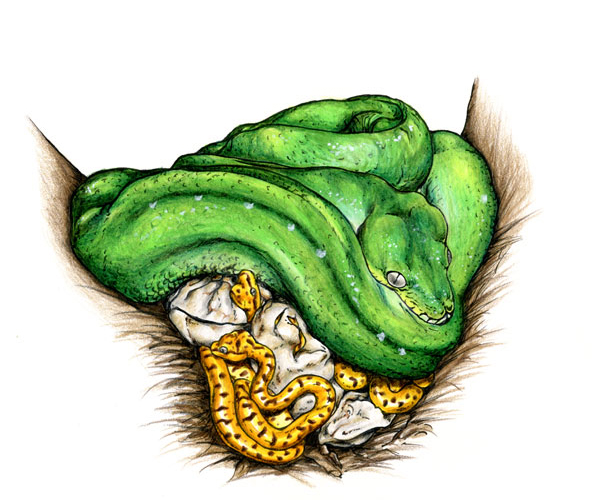 Python vert dessin - Morelia viridis illustration