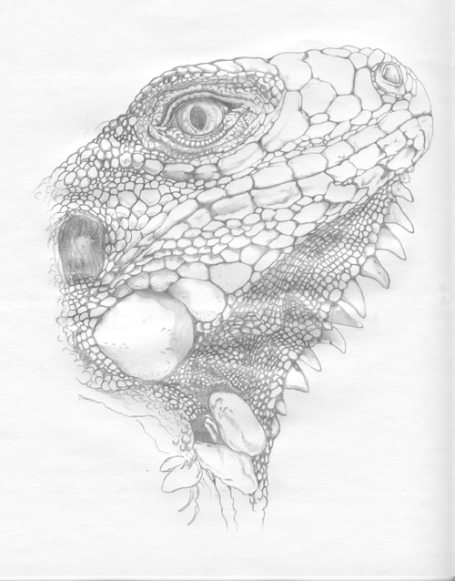 Portrait au crayon graphite d'un iguane vert