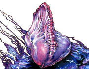 Dessin de physalie (méduse)