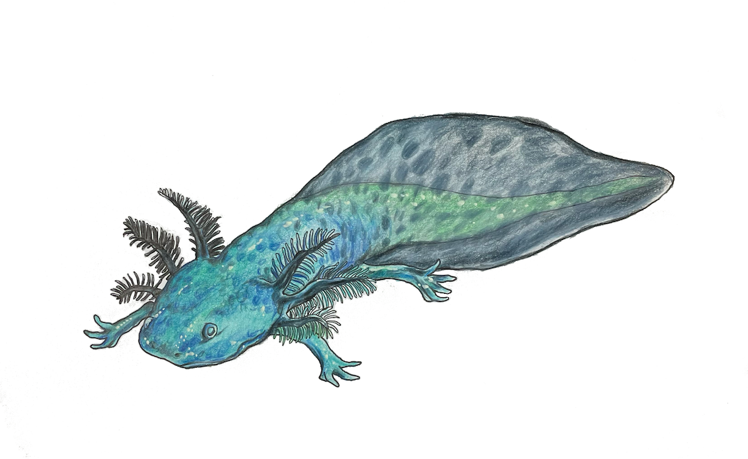 Axolotl realistic drawing - Ambystoma mexicanum scientific illustration