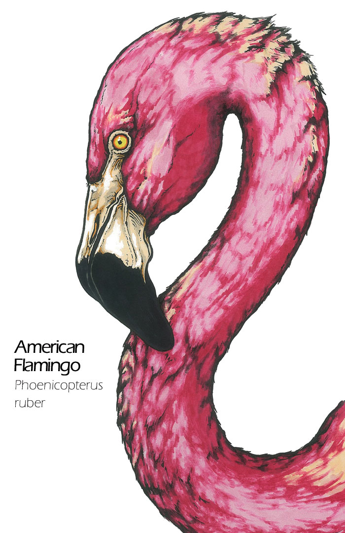 American Flamingo drawing - Phoenicopterus ruber scientific illustration