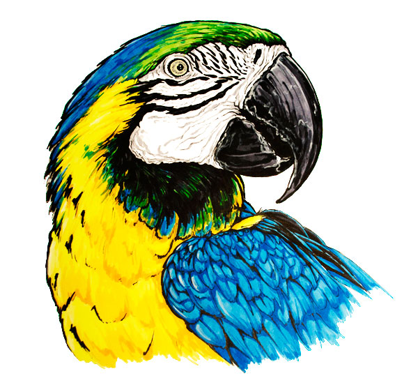 Blue-and-yellow macaw parrot drawing art - Ara ararauna scientific illustration
