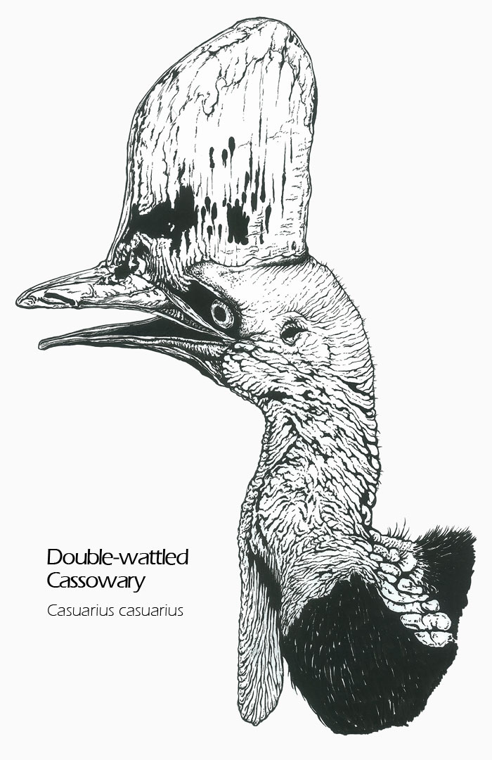 Double-wattled Cassowary drawing - Casuarius casuarius scientific illustration