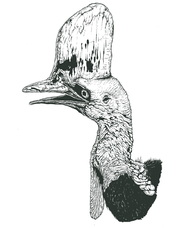 Double-wattled Cassowary drawing artwork - Casuarius casuarius scientific illustration