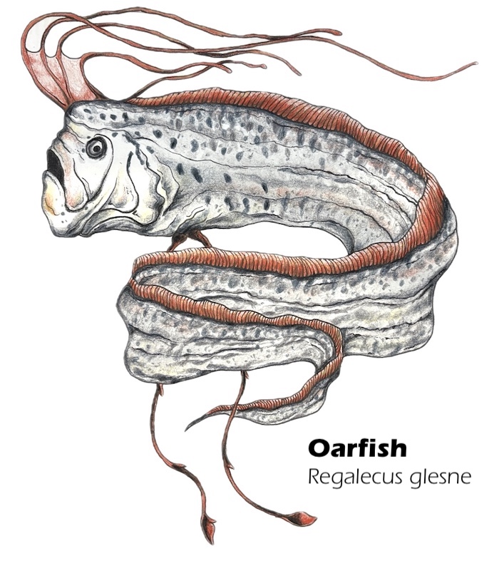 Oarfish realistic drawing - Regalecus glesne scientific illustration