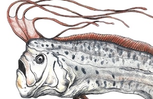 Oarfish realistic drawing - Regalecus glesne scientific illustration