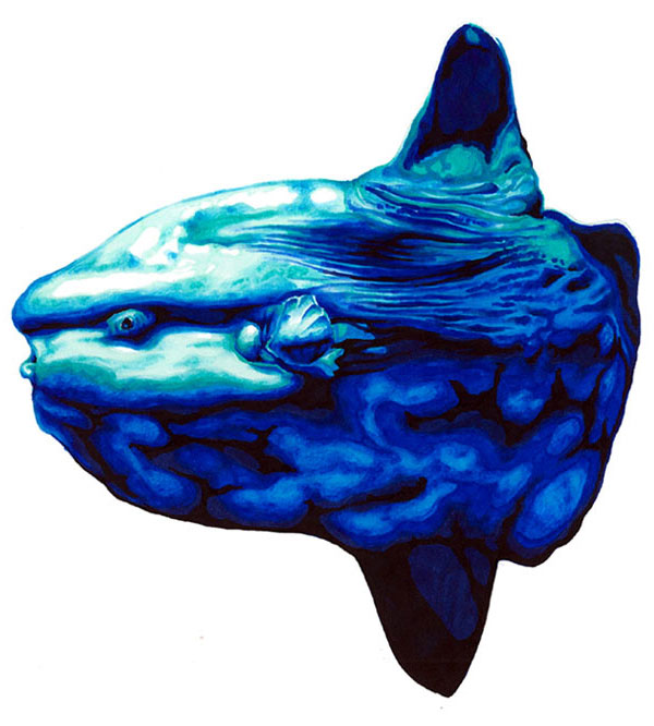 Ocean sunfish drawing artwork - Mola mola scientific illustration