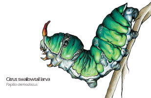 Citrus Swallowtail Caterpillar Larva drawing - Papilio demodocus scientific illustration