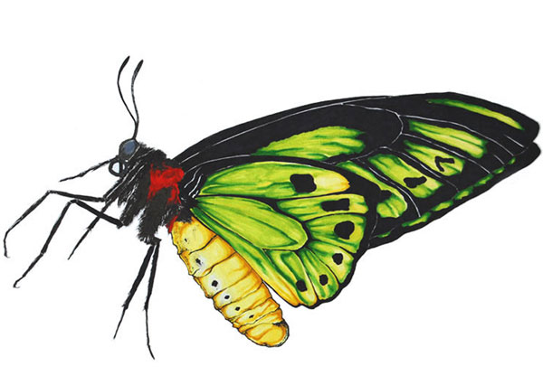 Green Birdwing butterfly drawing artwork - Ornithoptera priamus scientific illustration