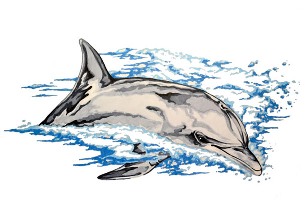 Bottlenose Dolphin drawing artwork - Tursiops truncatus scientific illustration