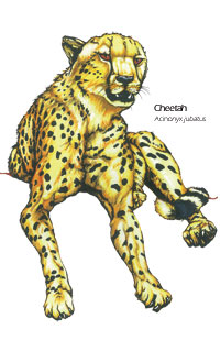 Cheetah drawing - Acinonyx jubatus scientific illustration