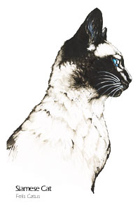 Siamese Cat drawing - Felis catus scientific illustration