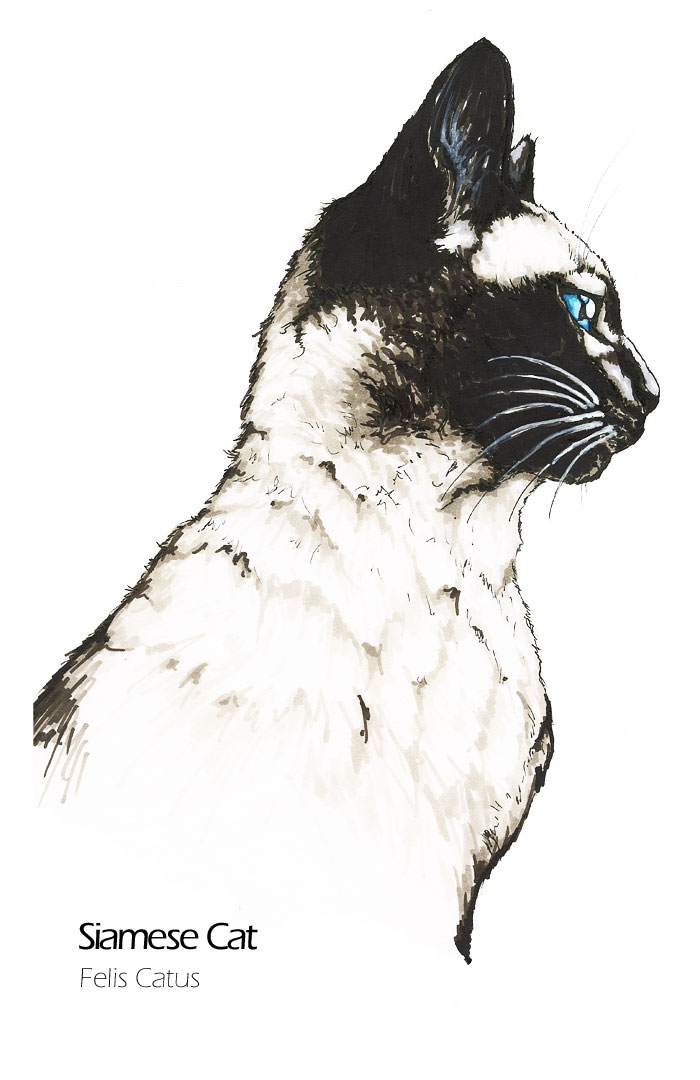 Siamese Cat drawing - Felis catus scientific illustration