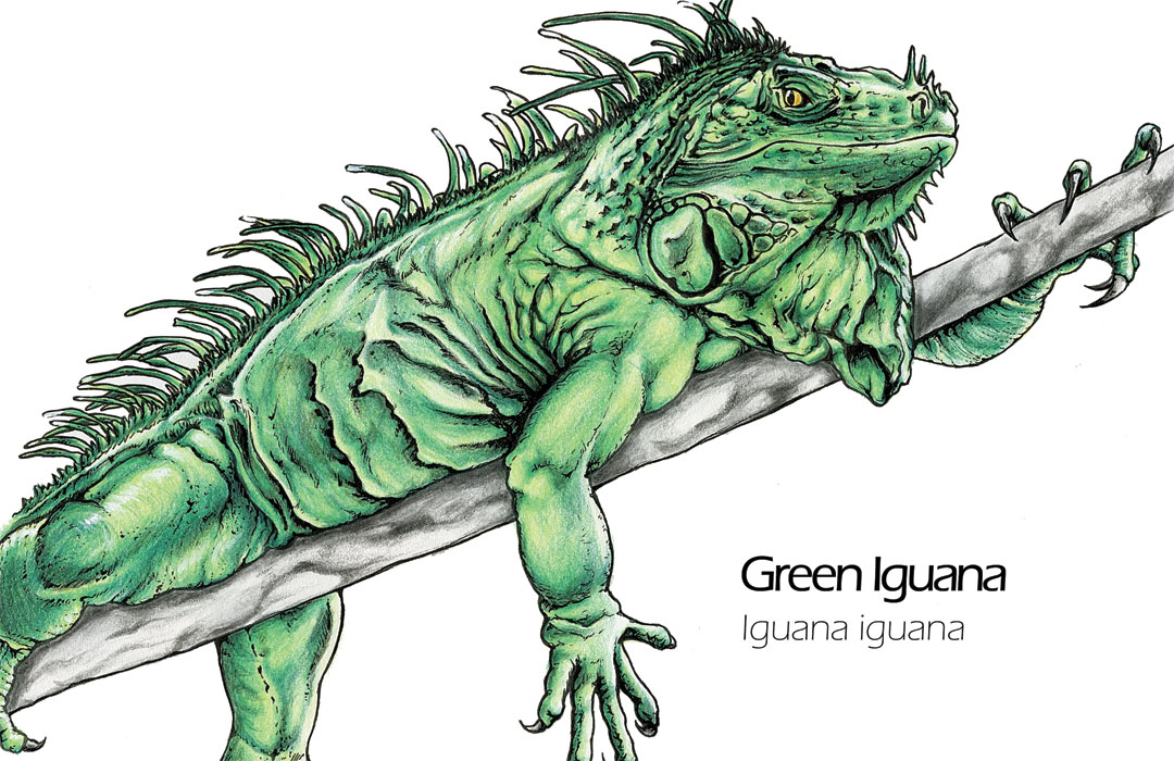 Green Iguana drawing - Iguana iguana scientific illustration
