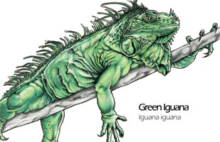 Green Iguana drawing - Iguana iguana scientific illustration