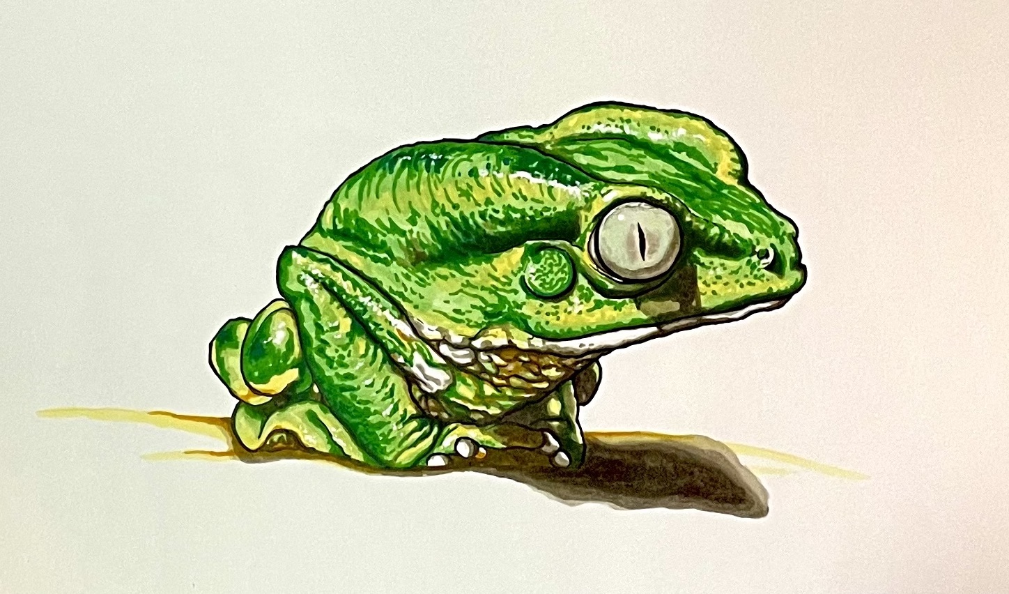 Learn how to draw and color a realistic common walking leaf frog - Phyllomedusa burmeisteri - steps by steps with video