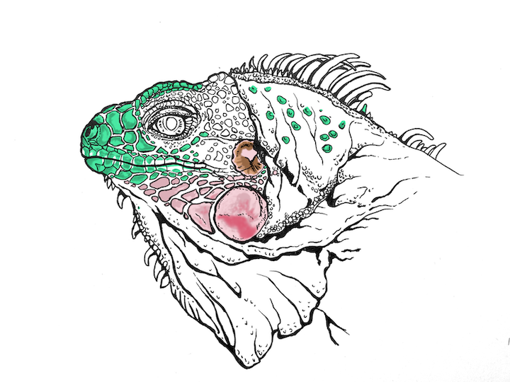 How to Color a Realistic Green Iguana with IbisPaint step by step