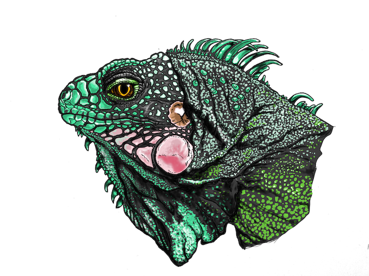 Learn how to color a realistic green iguana portrait - Iguana iguana - step by step with video