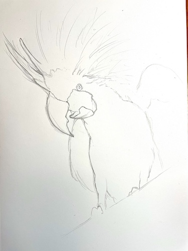 How to draw a parrot - Palm Cockatoo. Draw the beak and edges.