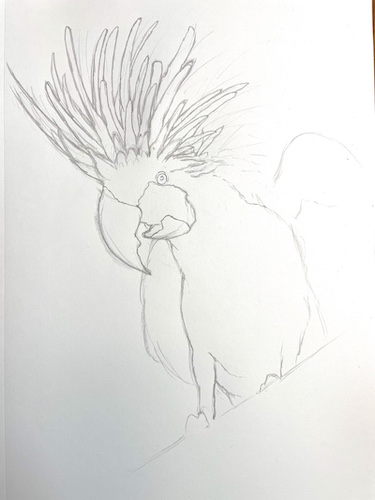How to draw a parrot - Palm Cockatoo. Draw the crest contours.