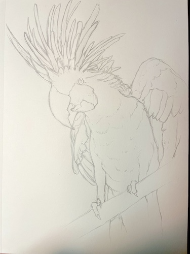 How to draw a parrot - Palm Cockatoo. Draw the wings.