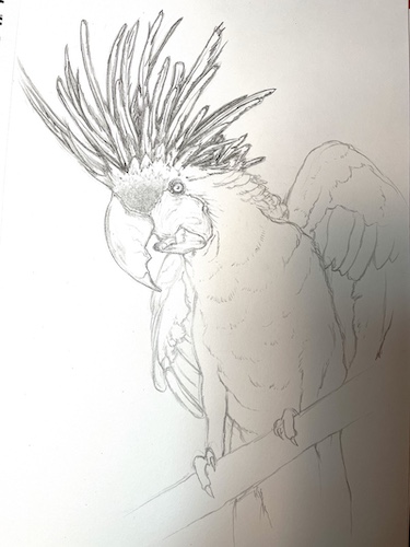 How to draw a parrot - Palm Cockatoo. Add the details and shadows.
