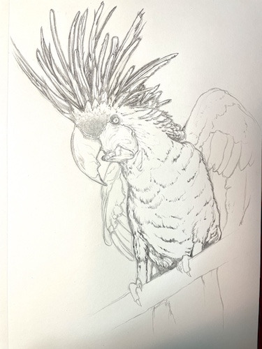 How to draw a parrot - Palm Cockatoo. Add the feathers on the body.