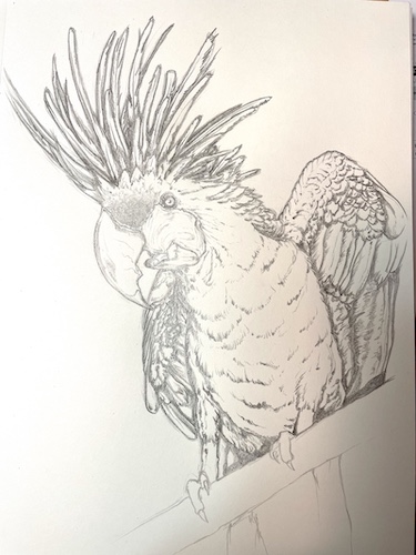 How to draw a parrot - Palm Cockatoo. Add the feathers details on the wings.