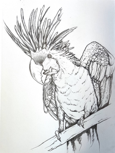 How to draw a parrot - Palm Cockatoo. Add darker contours.