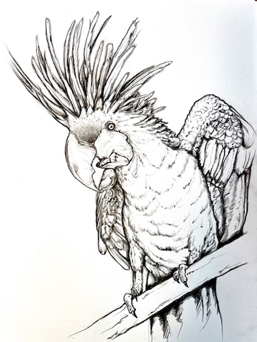 Learn how to draw a parrot plam cockatoo steps by steps with video