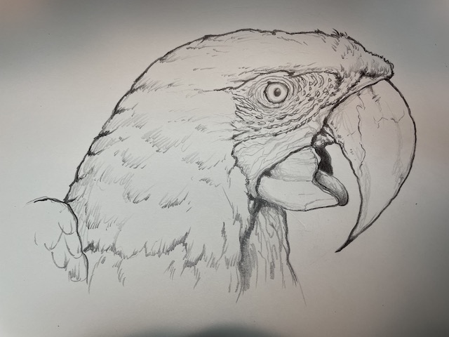 Learn how to draw a realistic parrot scarlet macaw steps by steps with video