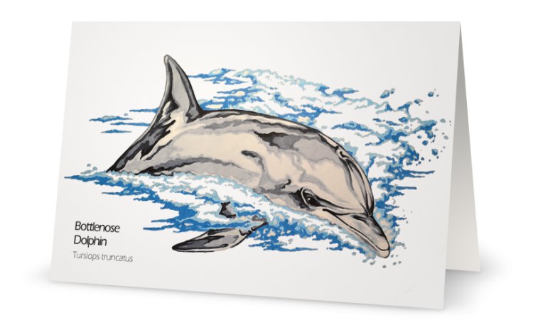 Bottlenose dolphin drawing greeting card