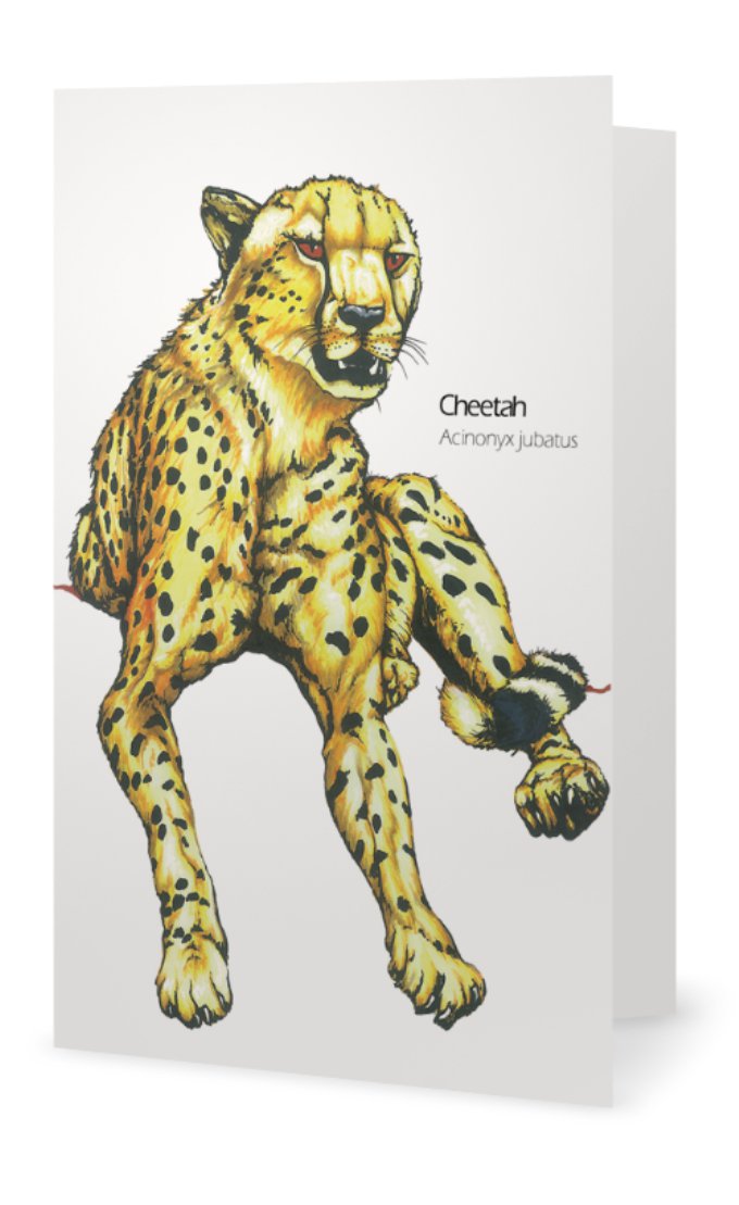 Cheetah drawing greeting card