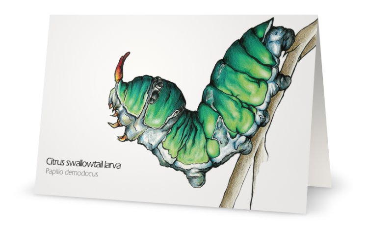 Citrus swallowtail caterpillar drawing greeting card