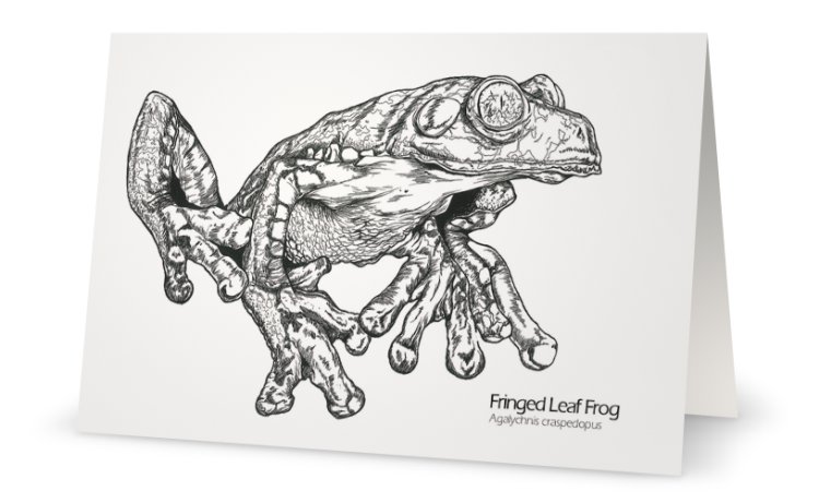 Fringed leaf frog drawing greeting card