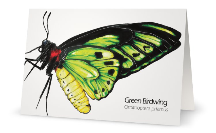 Green birdwing butterfly drawing greeting card