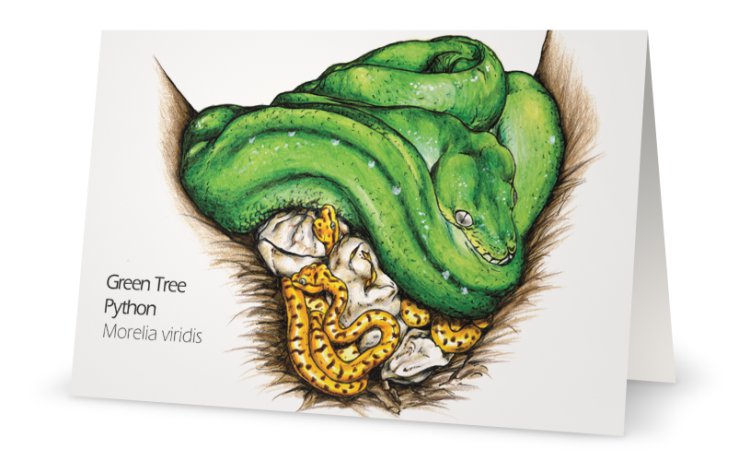 Green tree python drawing greeting card