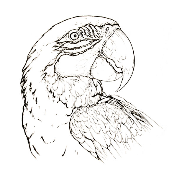 Blue-and-yellow macaw coloring page - Ara ararauna scientific illustration
