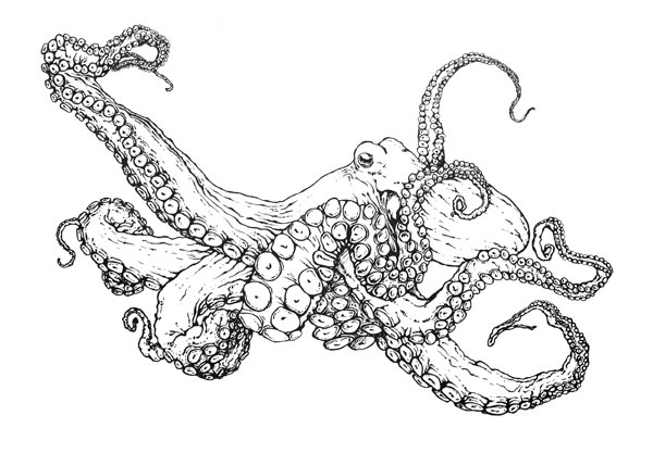 Common Octopus coloring page - Octopus vulgaris scientific illustration
