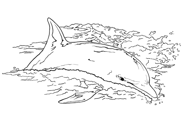 Realistic Bottlenose Dolphin drawing coloring page to print - dolphin images to print free