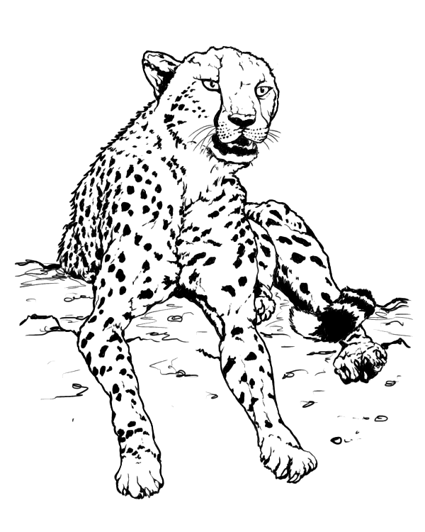 Realistic Cheetah drawing coloring page to print - cheetah images to print free