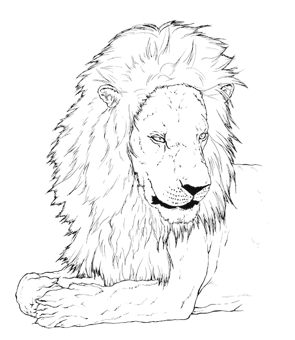 Realistic Lion drawing coloring page to print - Lion images to print free
