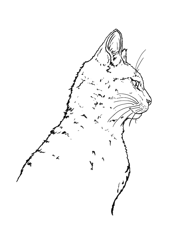 Realistic Siamese cat drawing coloring page to print - siamese cat images to print free
