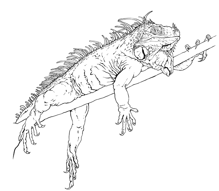 Realistic Green Iguana drawing coloring page to print - green iguana images to print free