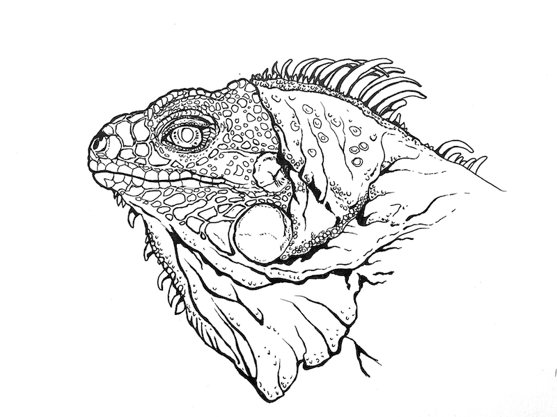 Realistic Green Iguana portrait drawing coloring page to print - green iguana images to print free