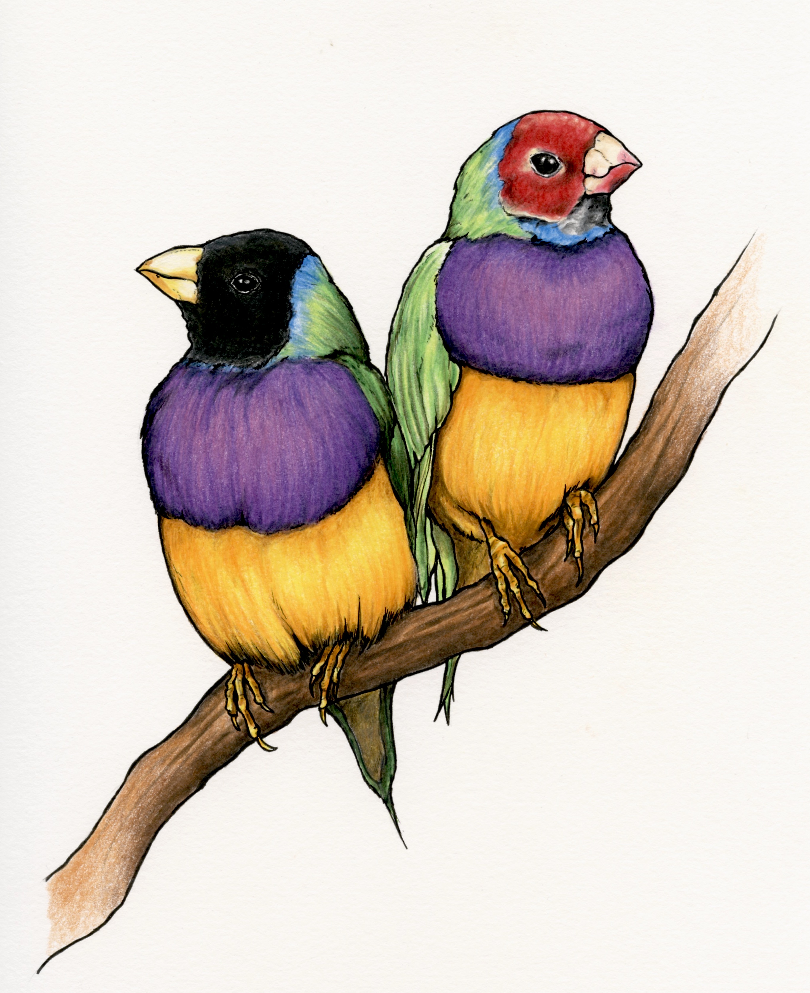 Colored pencils drawing of lovebirds