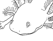 Axolotl drawing coloring page